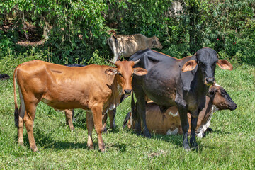 Fototapeta premium Crossbreed cattle in green pasture on countryside of Brazil