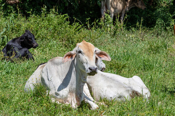 Obraz na płótnie Canvas Crossbreed cattle in green pasture on countryside of Brazil