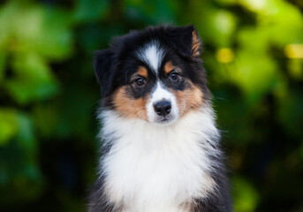 Black tricolor Australian Shepherd puppy in the park with flowers