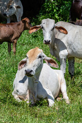 Naklejka na ściany i meble Crossbreed cattle in green pasture on countryside of Brazil