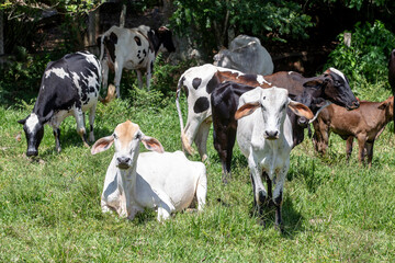 Crossbreed cattle in green pasture on countryside of Brazil