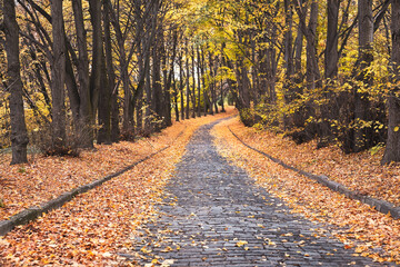 Autumn background. Walkway with paving stones in the city park. Cloudy weather, fallen leaves.	