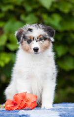 Blue marble Australian Shepherd puppy in the park with flowers