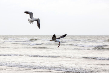 Fototapeta na wymiar Kelp gulls fishing on the beach on the coast of the state of Sao Paulo, Brazil