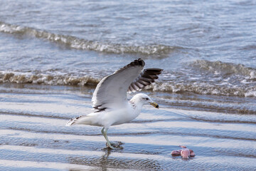 Kelp gulls fishing on the beach on the coast of the state of Sao Paulo, Brazil