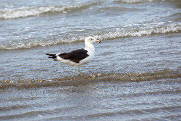 Kelp gulls fishing on the beach on the coast of the state of Sao Paulo, Brazil