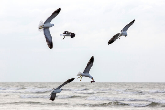 Kelp gulls fishing on the beach on the coast of the state of Sao Paulo, Brazil