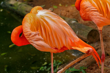 Fototapeta na wymiar Flamingo neck twisting and wing feathers