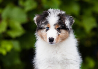Blue marble Australian Shepherd puppy in the park with flowers