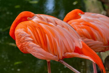 Flamingo neck twisting and wing feathers