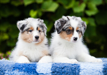 Two Australian Shepherd puppies in a park with flowers