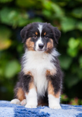 Black tricolor Australian Shepherd puppy in the park with flowers