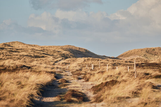 Path in the dune landscape at Denmarks west coast. High quality photo