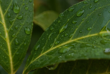 Close up of fresh green cherry laurel leaves with dew drops or water of raindrops