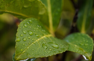 Close up of fresh green cherry laurel leaves with dew drops or water of raindrops