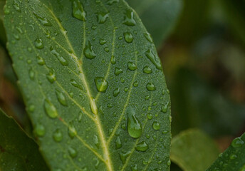 Close up of fresh green cherry laurel leaves with dew drops or water of raindrops