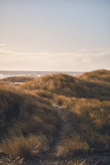 wandering path in danish dunes. High quality photo