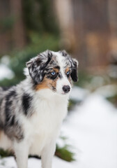 Blue marble with blue eyes dog miniature american shepherd