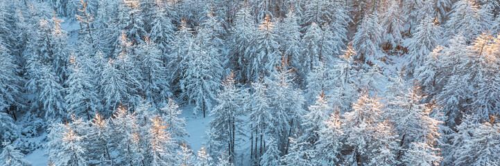 Amazing morning winter forest landscape. Aerial view of snow-covered larch trees. The tops of the trees are illuminated at sunrise. Cold snowy weather. Northern nature. Wide panoramic background.