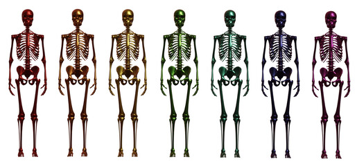 skeleton body