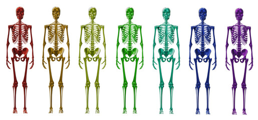skeleton body