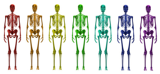 Fototapeta na wymiar skeleton body