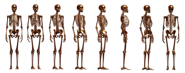skeleton body