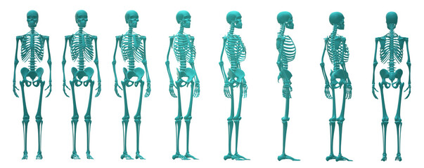 skeleton body