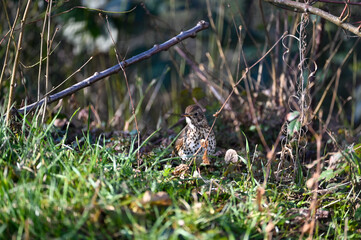 Thrush bird in the garden hiding behind plants
