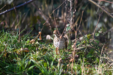 Thrush bird in the garden hiding behind plants