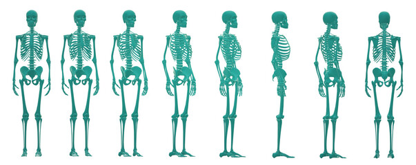 skeleton body