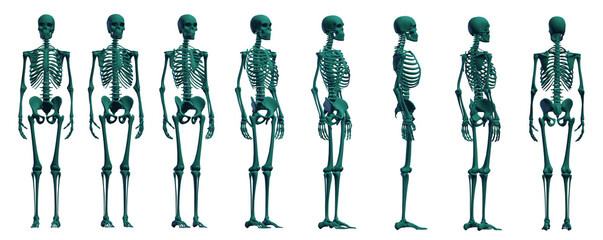 skeleton body