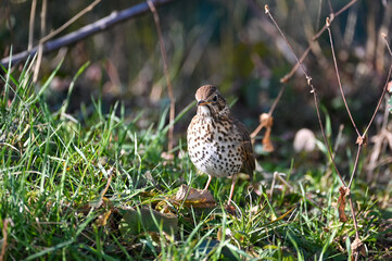Thrush bird in the grass