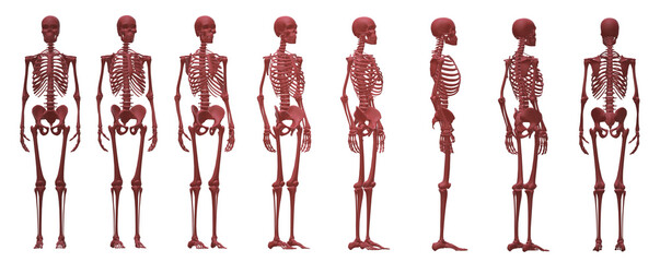 skeleton body