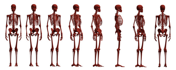 skeleton body
