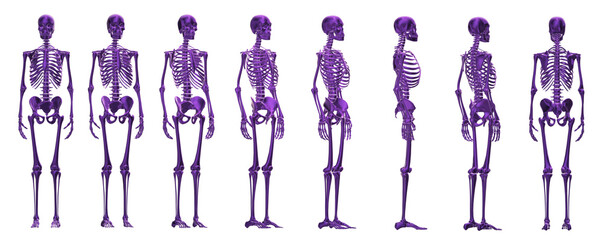 skeleton body