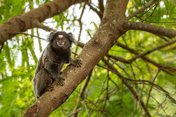 Macaco Sagui - pertencente ao gênero Callithrix