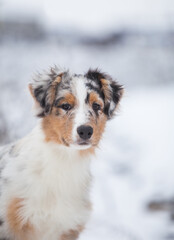 Little Australian Shepherd puppies playing in the snow