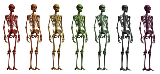 skeleton body