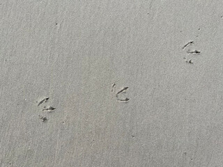 Fototapeta na wymiar bird footprints in the sand on the beach