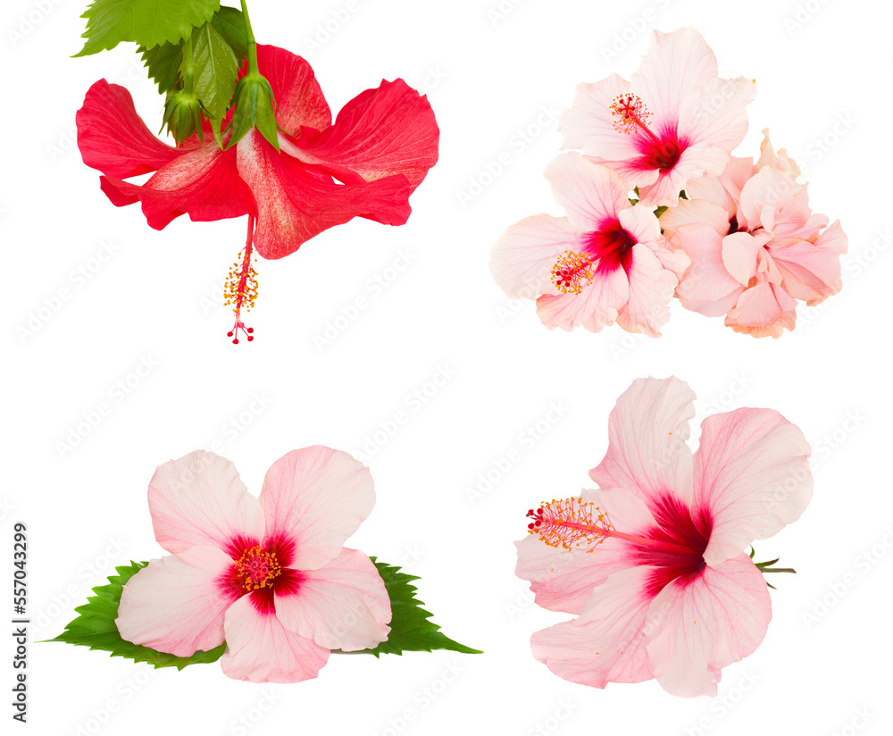 Sticker hibiscus flower