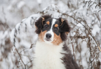 Little Australian Shepherd puppies playing in the snow