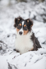 Little Australian Shepherd puppies playing in the snow