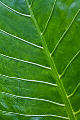 Textura de Hoja tropical