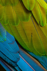 Fototapeta premium Plumas de guacamayo