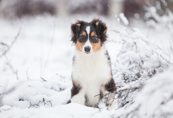 Little Australian Shepherd puppies playing in the snow