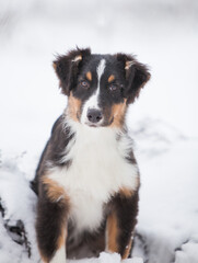 Fototapeta premium Little Australian Shepherd puppies playing in the snow