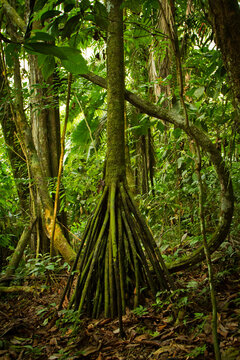 Socratea exorrhiza arbol caminante en el bosque