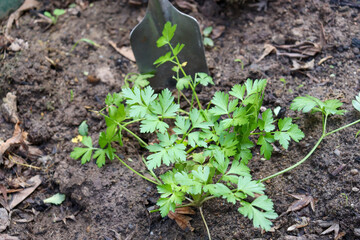 Italian parsley in the garden