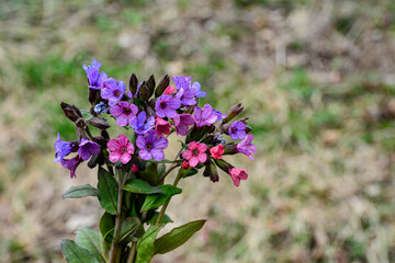 Fototapeta premium Flowering common lungwort Pulmonaria officinalis in the garden